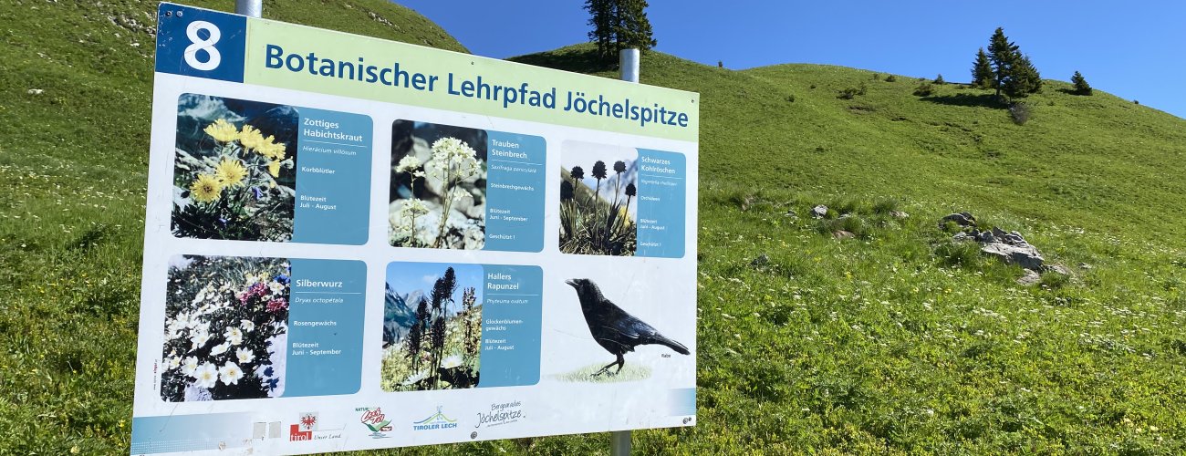 botanischer_lehrpfad_joechelspitze_c_ulses_812.jpg