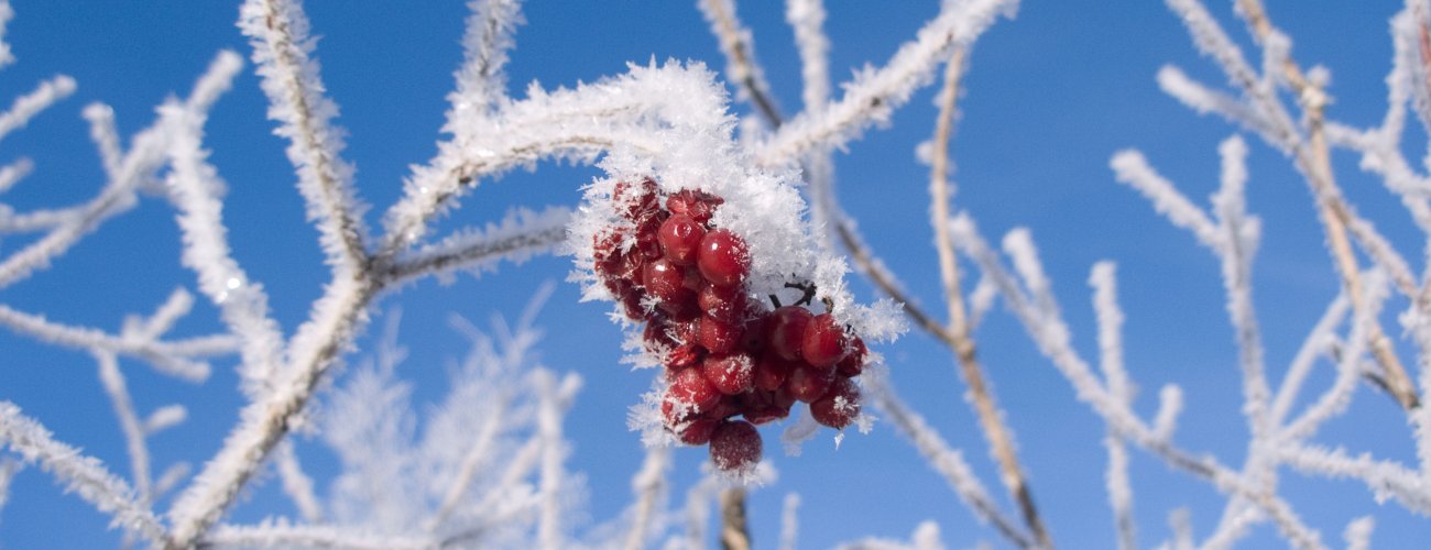 c-ulses-beere-frost-310109.jpg