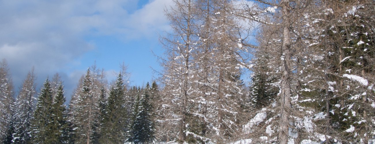 c-ulses-winterwald-1270094.jpg