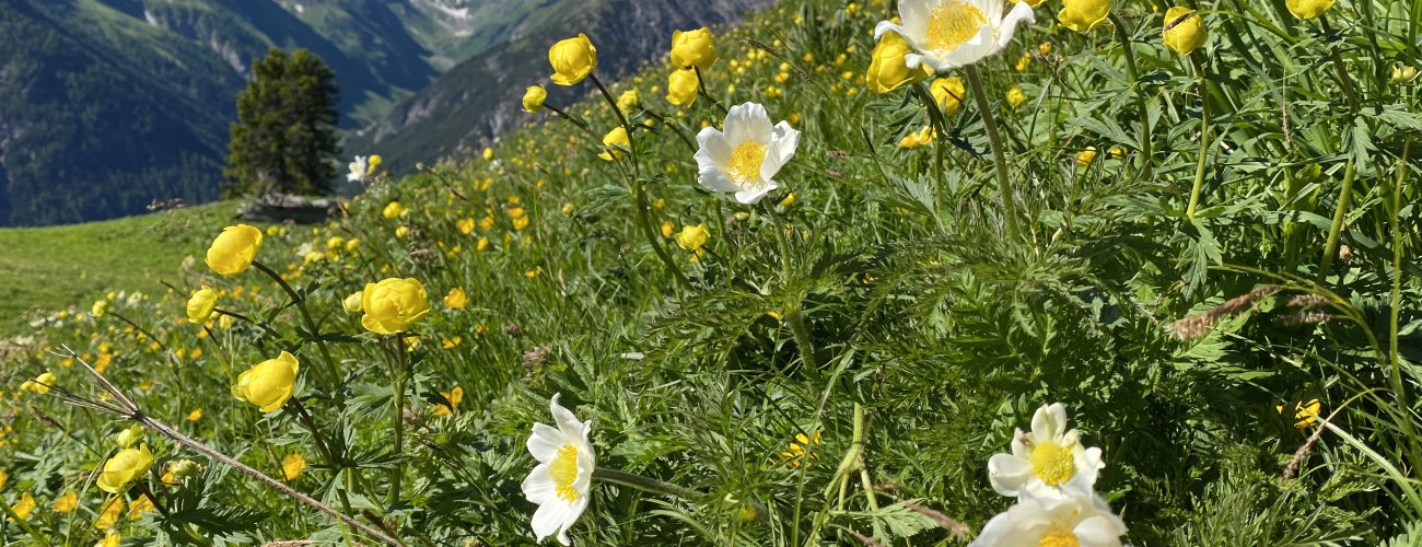 joechelspitze_lechtal_alpenblumen_c_ulses_824.jpg