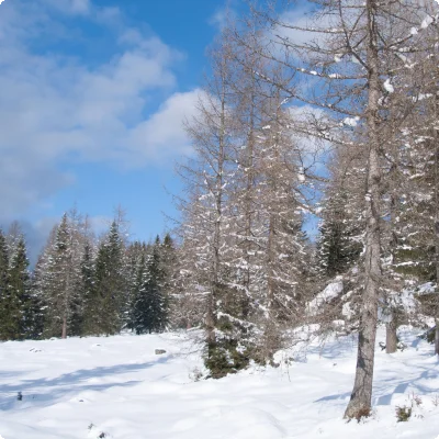 Rodeln im Lechtal