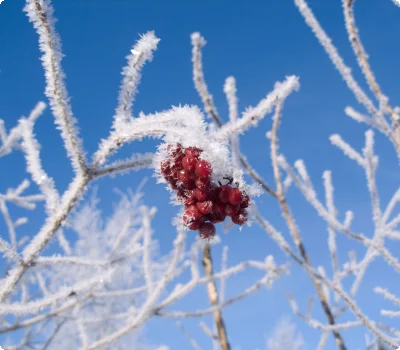 c-ulses-beere-frost-310109.jpg