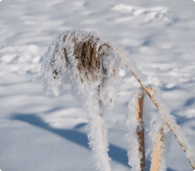 c-ulses-schilf-winter-10112.jpg