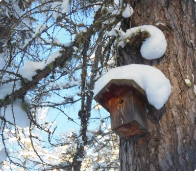 c-ulses-vogelhaus-winter-2739.jpg