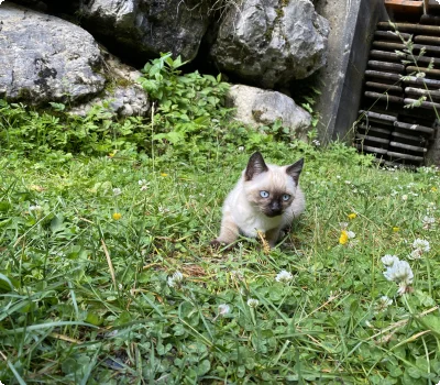 katze_baumgart_alm_bach_lechtal_3834.jpg