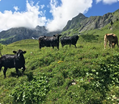 kuehe_baumgart_alm_bach_lechtal_8412.jpg