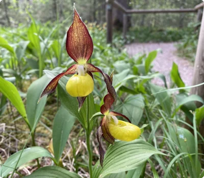 Naturpark Lechtal Frauenschuhgebiet